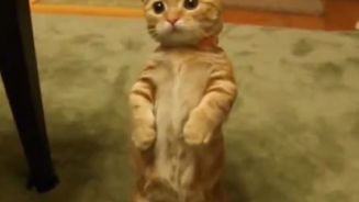 Funny cats compilation