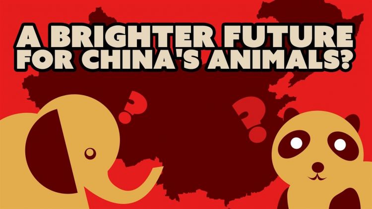 How China is changing its treatment of animals